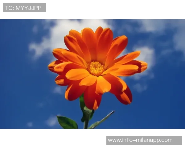 意媒报道拉斯帕多里冬季离队意向本赛季西甲出场时间仅183分钟 意媒报道拉斯帕多里冬季离队意向本赛季西甲出场时间仅183分钟